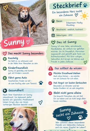 Sunny, Malinois – Tierschutzverein Neumünster und Umgebung von 1932 e.V.